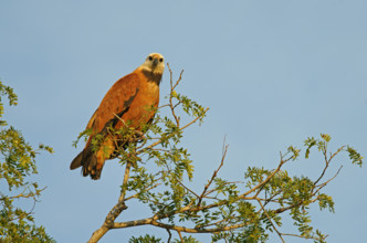Fish Buzzard (Busarellus nigricollis), Pantanal, inland, wetland, UNESCO Biosphere Reserve, World