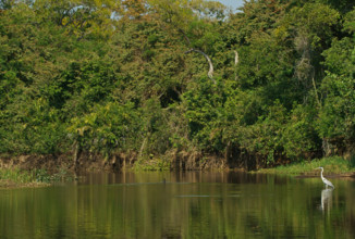 Cocoi Heron (Ardea cocoi), Pantanal, Brazil, South America