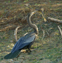 American darter (Anhinga anhinga) with preyed catfish Pantanal Brazil