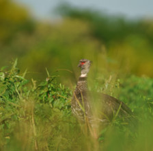 Collared Weirbird (Chauna torquata), Pantanal, Brazil, South America