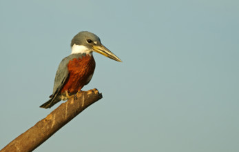 Red-breasted Kingfisher (Megaceryle torquata), Pantanal, Brazil, South America