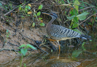 Sun rail (Eurypyga helias) Pantanal Brazil