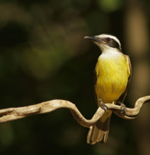 Sulphur-masked tyrant (Pitangus sulphuratus), Pantanal, Brazil, South America