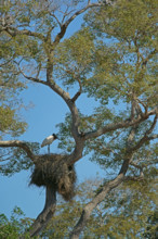 Jabiru (Jabiru mycteria) on its nest, Pantanal, Brazil, South America