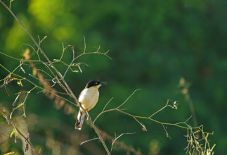 Reed Thrasher (Donacobius atricapilla), Pantanal, Brazil, South America