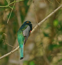 Blue-crowned Trogon (Trogon curucui), male, Pantanal, Brazil, South America
