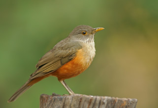 Red-bellied thrush (Turdus rufiventris), Pantanal, Brazil, South America