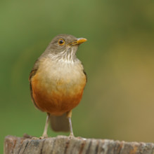 Red-bellied thrush (Turdus rufiventris), Pantanal, Brazil, South America