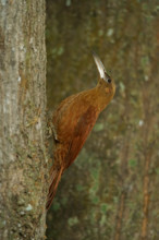 Fox red treecreeper (Xiphocolaptes major), Pantanal, Brazil, South America