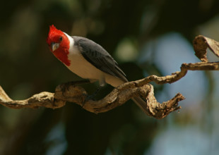 Grey Cardinal (Paroaria coronata), Pantanal State of Mato Grosso Do Sul, Brazil, South America