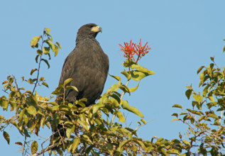 Black buzzard (Buteogallus urubutinga) Pantanal Brazil