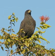 Black buzzard (Buteogallus urubutinga) Pantanal Brazil
