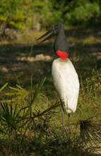 Jabiru (Jabiru mycteria), Pantanal, Brazil, South America