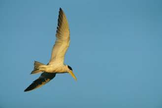 Large-billed Tern (Phaetusa simplex), flying, Pantanal, Brazil, South America