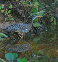 Sun rail (Eurypyga helias) Pantanal Brazil