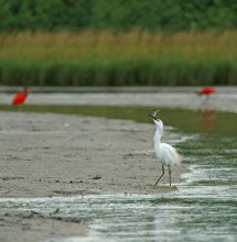 Great White Egret (Egretta thula), Mata Atlantica, Brazil, South America