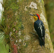 Golden-masked Woodpecker (Melanerpes flavifrons) male, Atlantic Rainforest, Brazil, South America