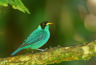 Caped Sunbird (Chlorophanes spiza), male, Atlantic Rainforest, Brazil
