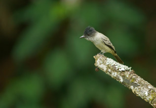 Sirystes tyrant (Sirystes sibilator), Atlantic rainforest, Brazil