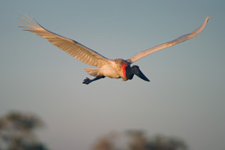 Jabiru (Jabiru mycteria), Pantanal, Brazil, South America