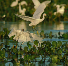 Great White Egret (Egretta thula) Pantanal Brazil