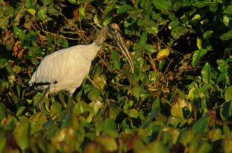 Forest stork (Mycteria americana), Pantanal, Brazil, South America