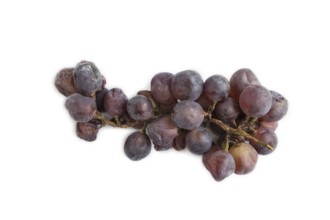 Bunches of rotten and Dry Red wine grapes isolated on white background, harvest, decay. Top view,