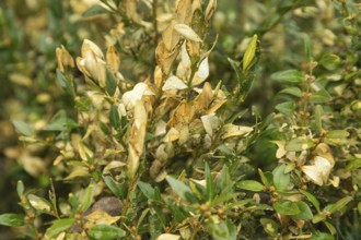 Boxwood bush, Buxus sempervirens, infested with Box tree moth, Cydalima perspectalis, caterpillars,