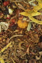 Compost pile made of organic food, leaves, vegetable and fruit Waste mix, Zero waste and Eco