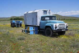 A blue truck stands next to colourful beehives in a vast, blooming landscape, beekeeper, near