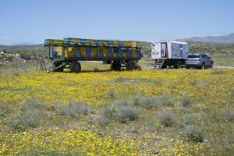 A trailer with beehives and a car stands in a yellow flower meadow under a blue sky, beekeeper,