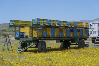 A trailer full of beehives stands in the middle of a blooming flower meadow under a clear sky,