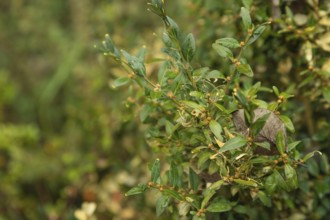 Boxwood bush, Buxus sempervirens, infested with Box tree moth, Cydalima perspectalis, caterpillars,