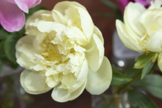 Beautiful yellow white peony Seidls Super flower. Closeup. Blurred background, selective focus