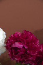 Beautiful red, burgundy peony Edgar Jessep flower. Closeup. Blurred background, selective focus