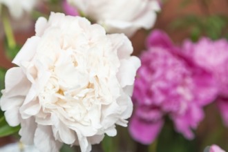 Beautiful pink white peony Margarets Delight flower. Closeup. Blurred background, selective focus