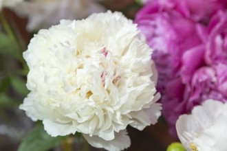 Beautiful white peony Couronne D Or flower. Closeup. Blurred background, selective focus