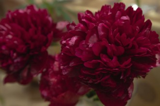 Beautiful red, burgundy peony Diana Parks flower. Closeup. Blurred background, selective focus