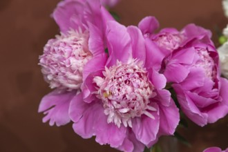 Beautiful pink peony Philomele flower. Closeup. Blurred background, selective focus