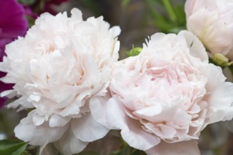 Beautiful pink purple peony Madylone flower. Closeup. Blurred background, selective focus