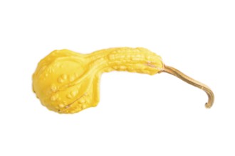 Decorative orange Pumpkin isolated on white background, top view, flat lay, close up, minimalism