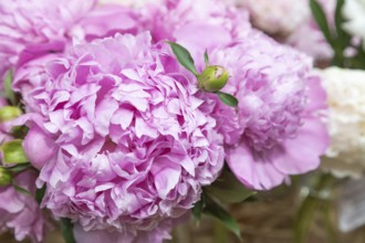 Beautiful pink peony Monsieur Jules Elie flower. Closeup. Blurred background, selective focus