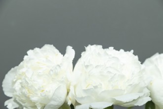 Beautiful white peony Joseph Christie flower. Closeup. Blurred background, selective focus