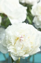 Beautiful white peony Mary E. Nicholls flower. Closeup. Blurred background, selective focus