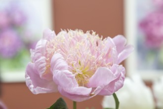 Beautiful pink purple peony Fairy flower. Closeup. Blurred background, selective focus
