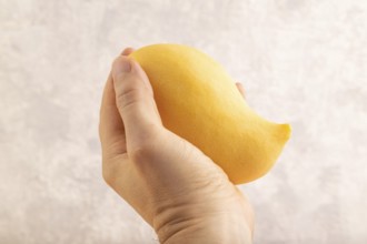 Orange mango with hand on concrete background. Side view, copy space. healthy food, minimalism