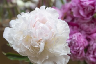 Beautiful pink peony Marilla Beauty flower. Closeup. Blurred background, selective focus