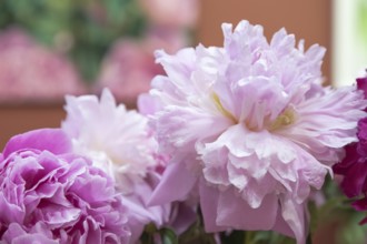 Beautiful pink purple peony Edens Perfume flower. Closeup. Blurred background, selective focus