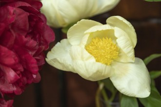 Beautiful yellow white peony Roy Pehrsons Best Yellow flower. Closeup. Blurred background,