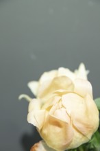 Beautiful orange peony Coral Supreme flower. Closeup. Blurred background, selective focus
